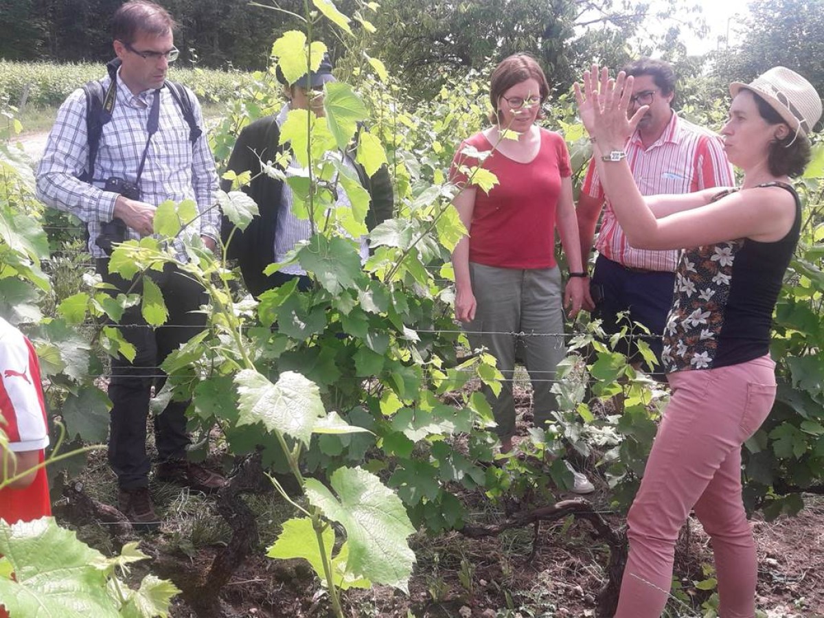 IMMERSION VIGNERONNE, Entre Terroirs et Cépages - Vignerons Indépendants
