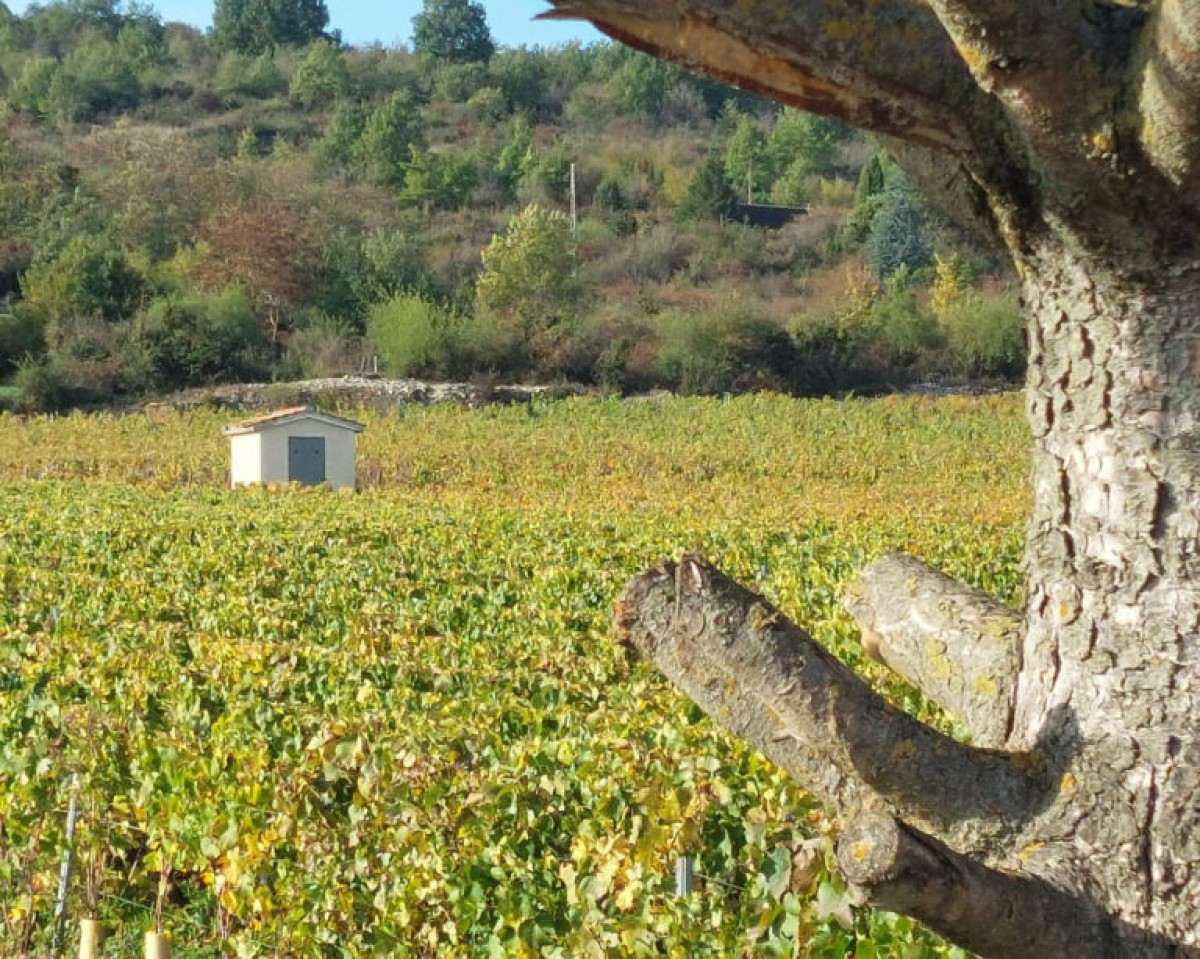 In the heart of the Rully’s vineyard - Vignerons Indépendants