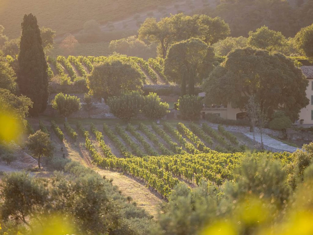 L'essence de La Mascaronne - Visite et dégustation - Vignerons Indépendants