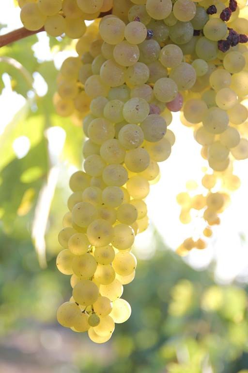 L'univers du vigneron-distillateur - Vignerons Indépendants