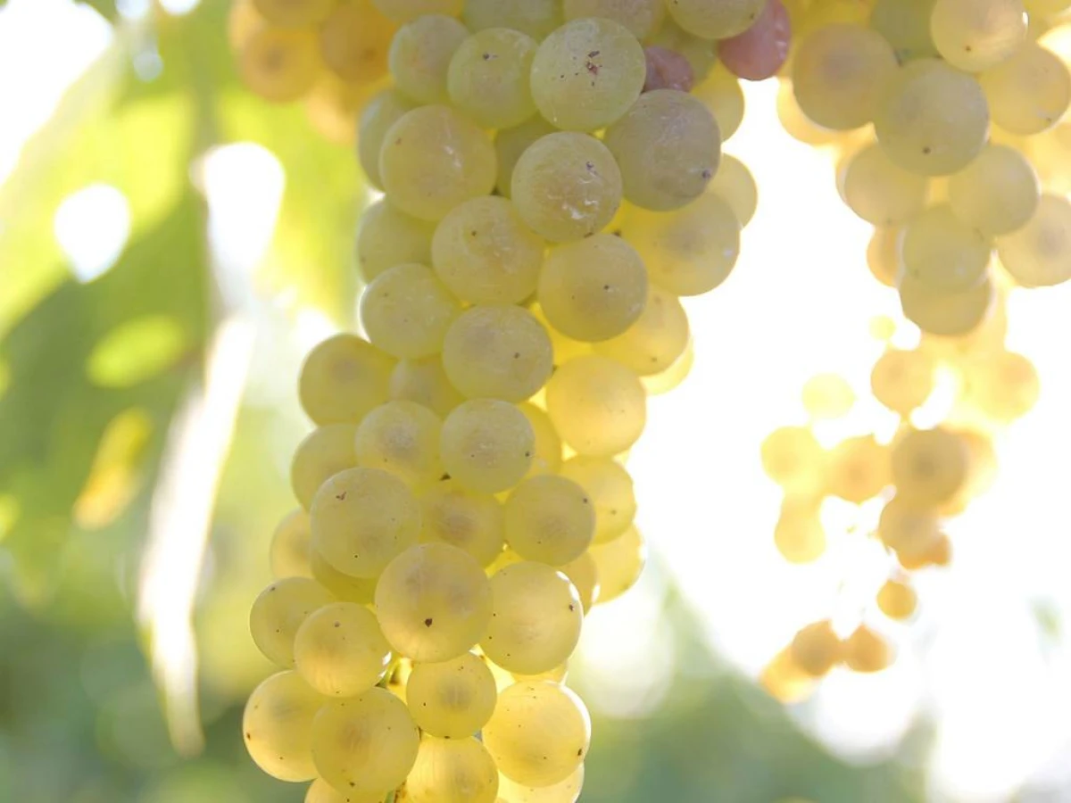 L'univers du vigneron-distillateur - Vignerons Indépendants