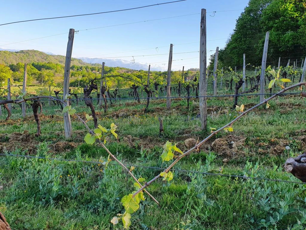 La "Classique" - Vignerons Indépendants