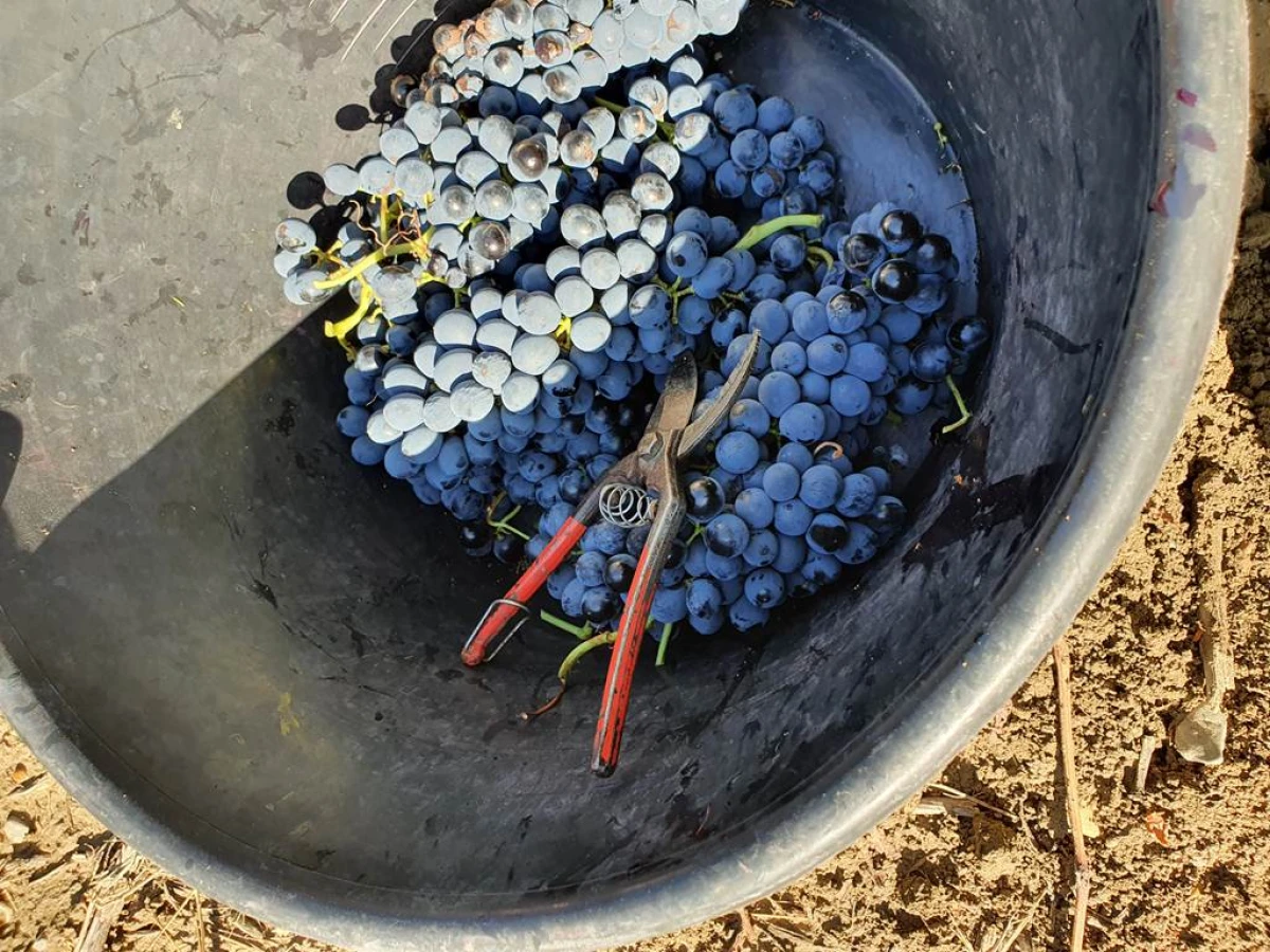 La fête des Vendanges - Vignerons Indépendants
