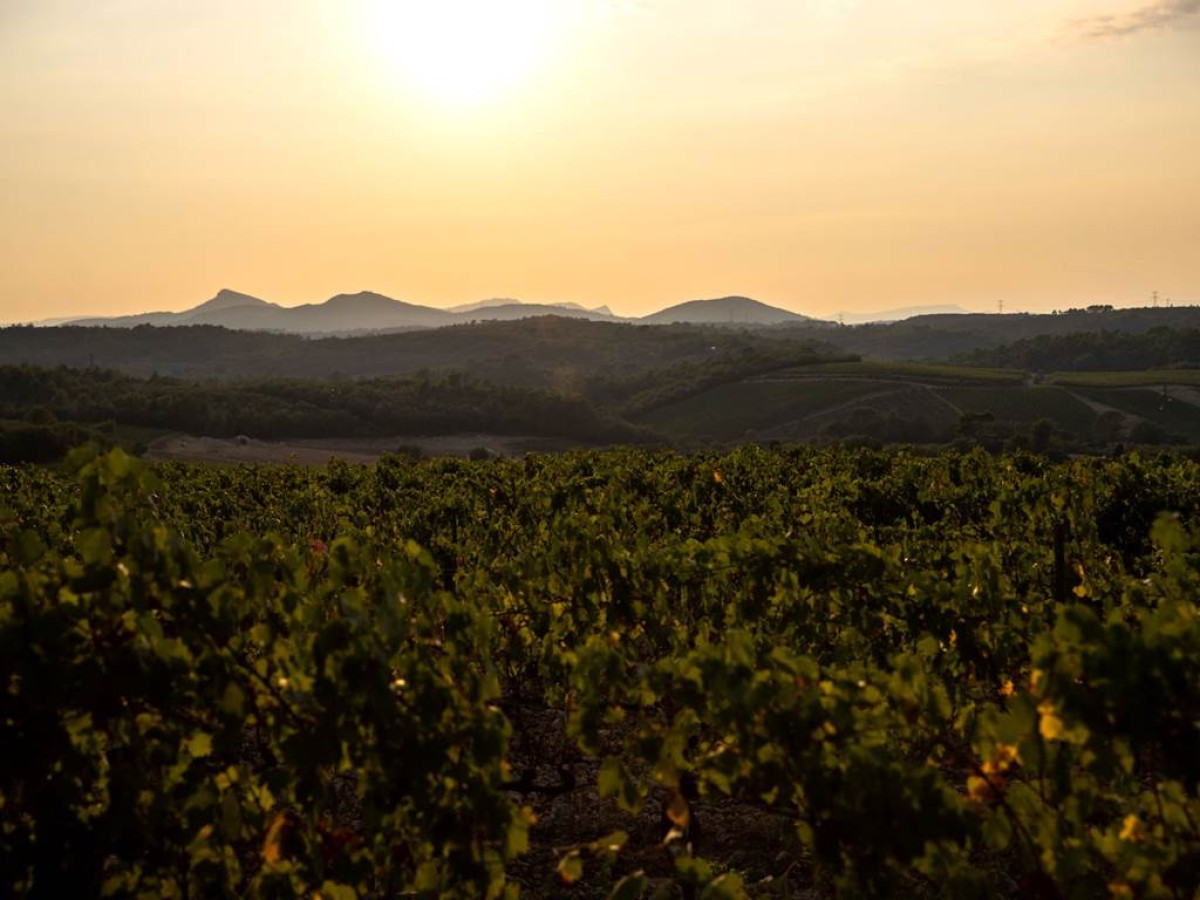 La Quintessence de La Mascaronne - Visite et dégustation - Vignerons Indépendants