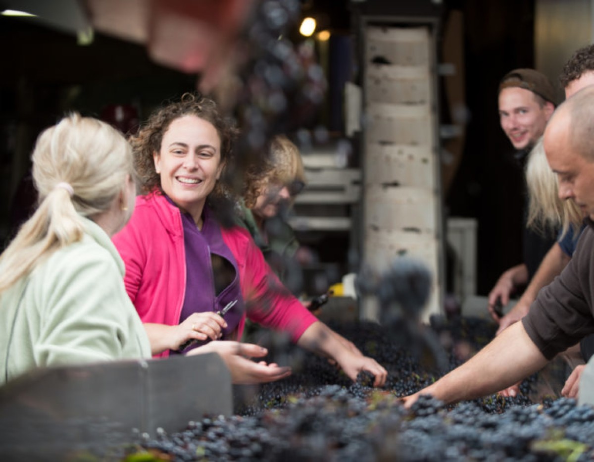 La vendange des Ninot - Vignerons Indépendants