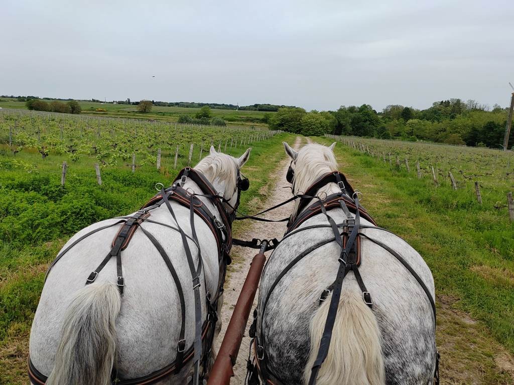 La vigne et le vin, au rythme des sabots - Vignerons Indépendants