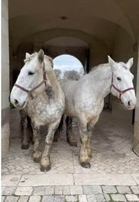 La vigne et le vin, au rythme des sabots - Vignerons Indépendants