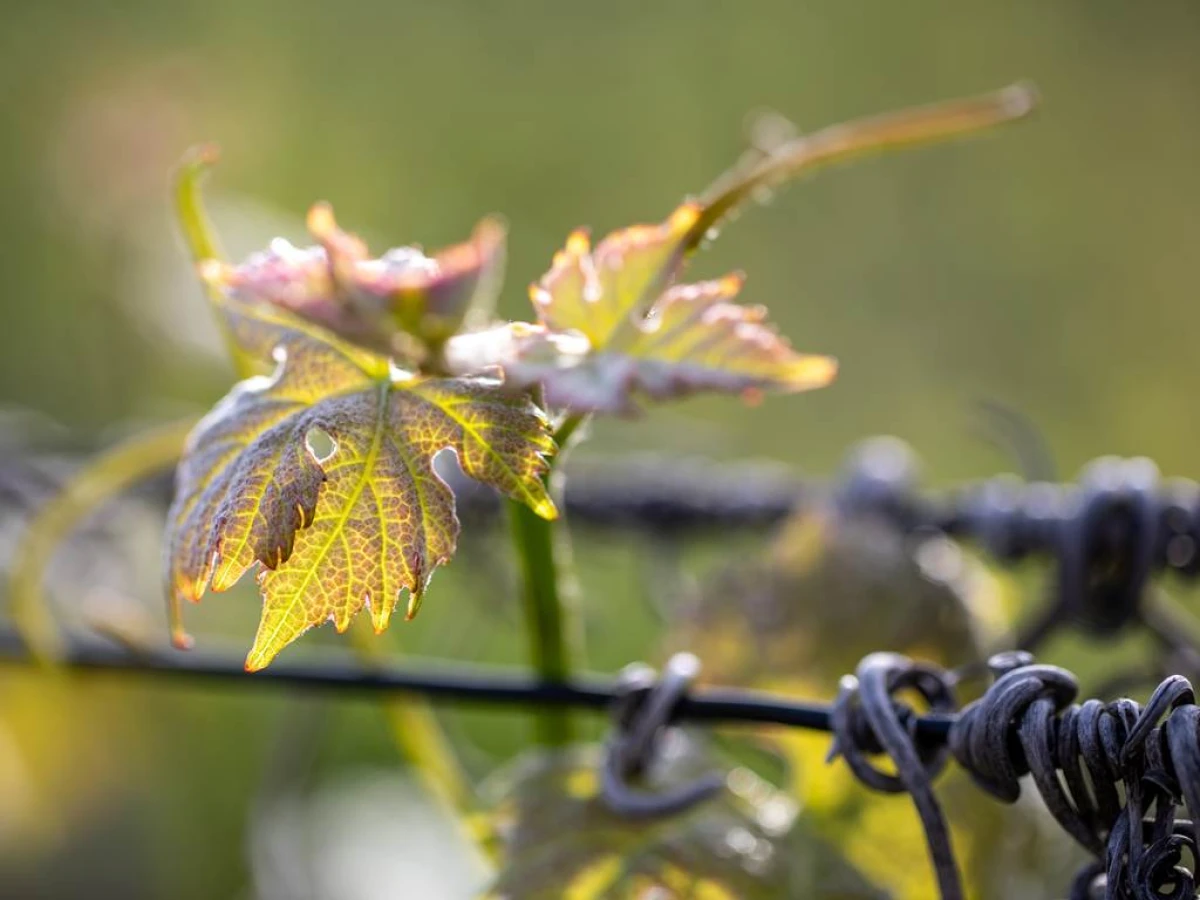 La visite Authentique - Vignerons Indépendants