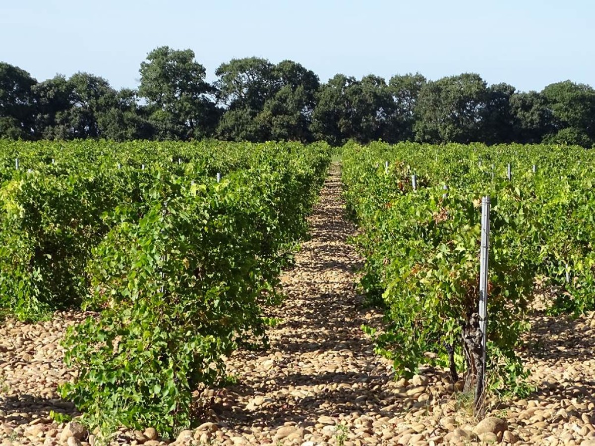 Le Clos des Saumanes - Vignerons Indépendants