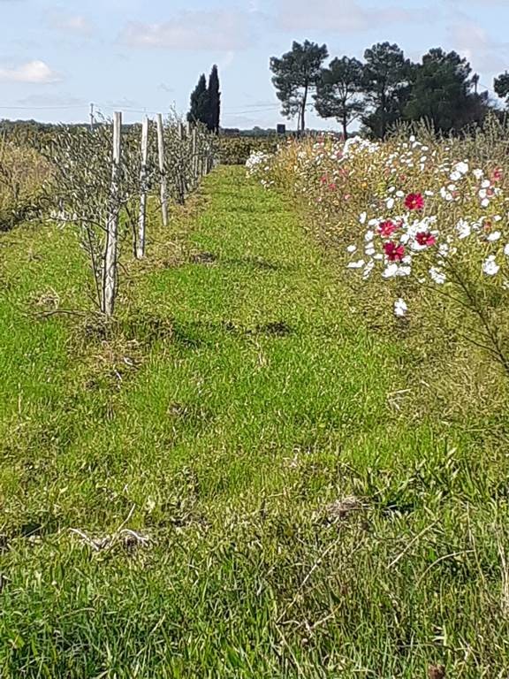 Le Sentier des Gourmands : Balade et Pique-Nique en Vigne - Vignerons Indépendants