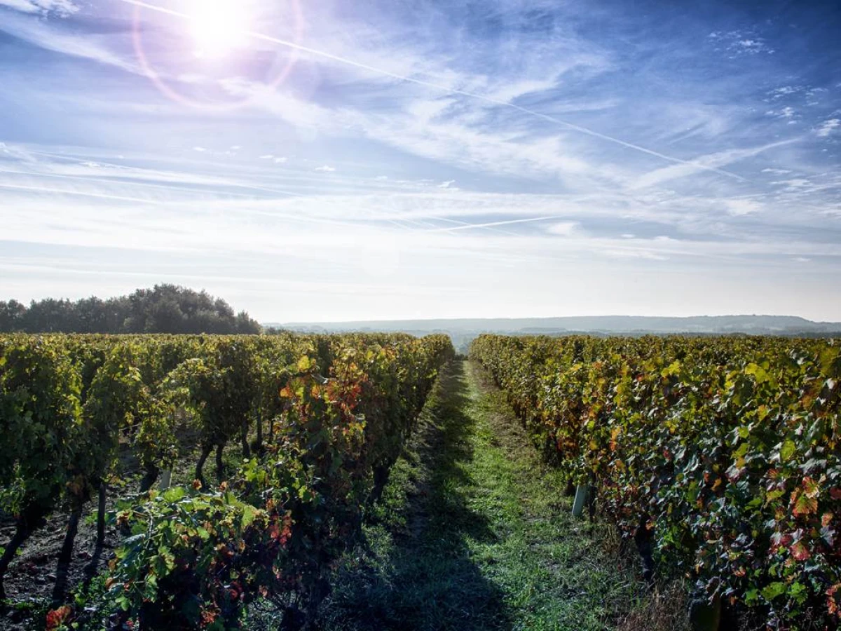 Le sentier pédagogique - Vignerons Indépendants