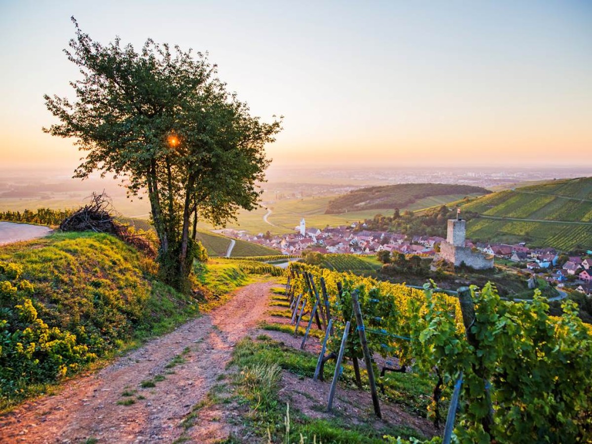 Les Gîtes de la Mère Michèle - Vignerons Indépendants