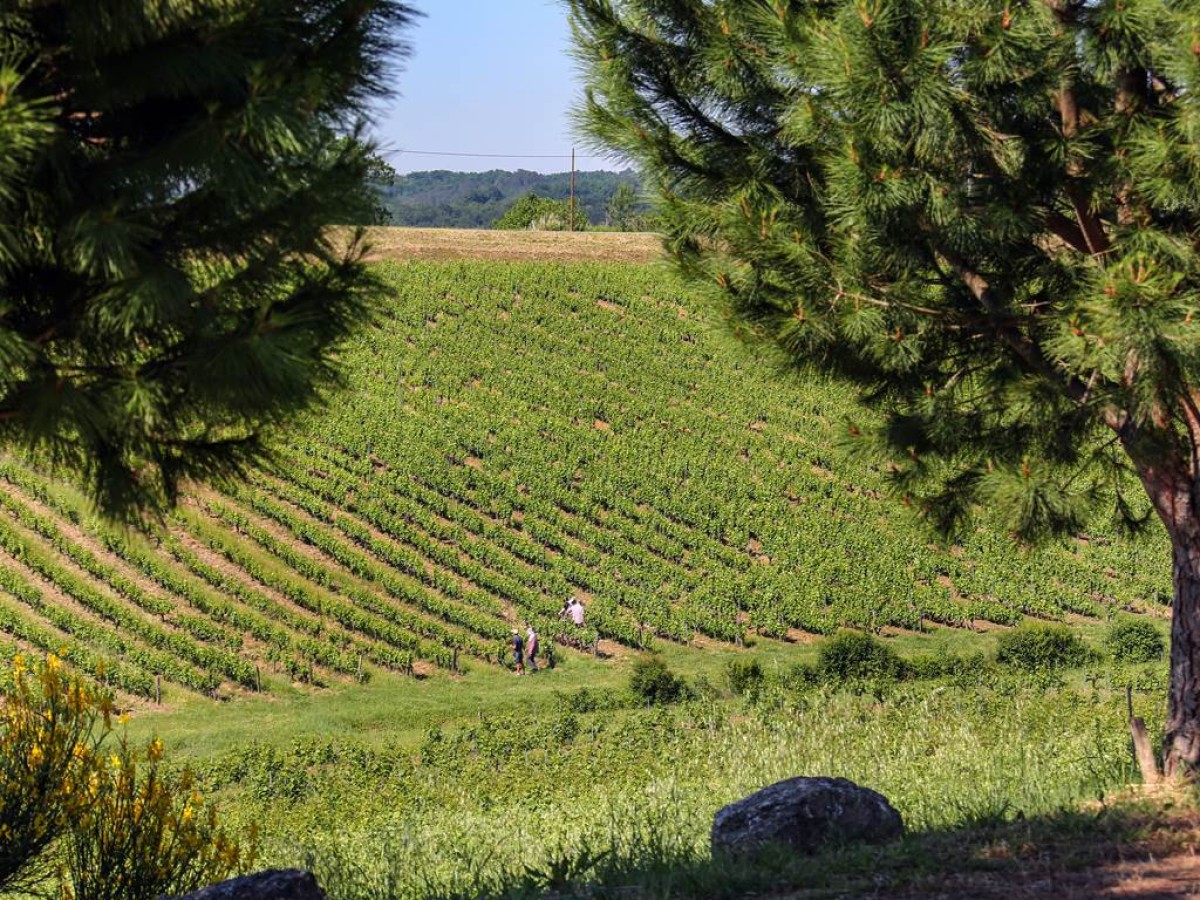 LES JEUDI DE L ETE AU DOMAINE : UN VOYAGE EN 3 ETAPES - Vignerons Indépendants