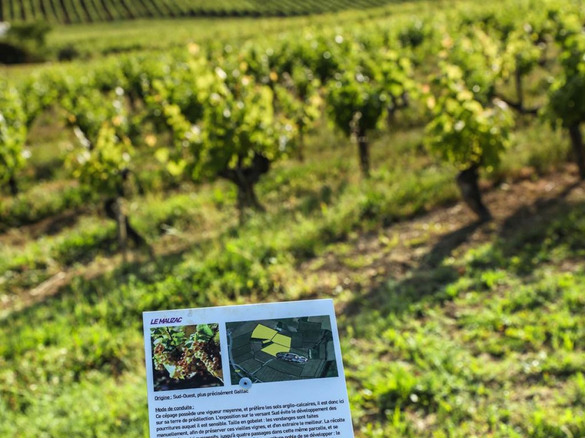 LES JEUDI DE L ETE AU DOMAINE : UN VOYAGE EN 3 ETAPES - Vignerons Indépendants