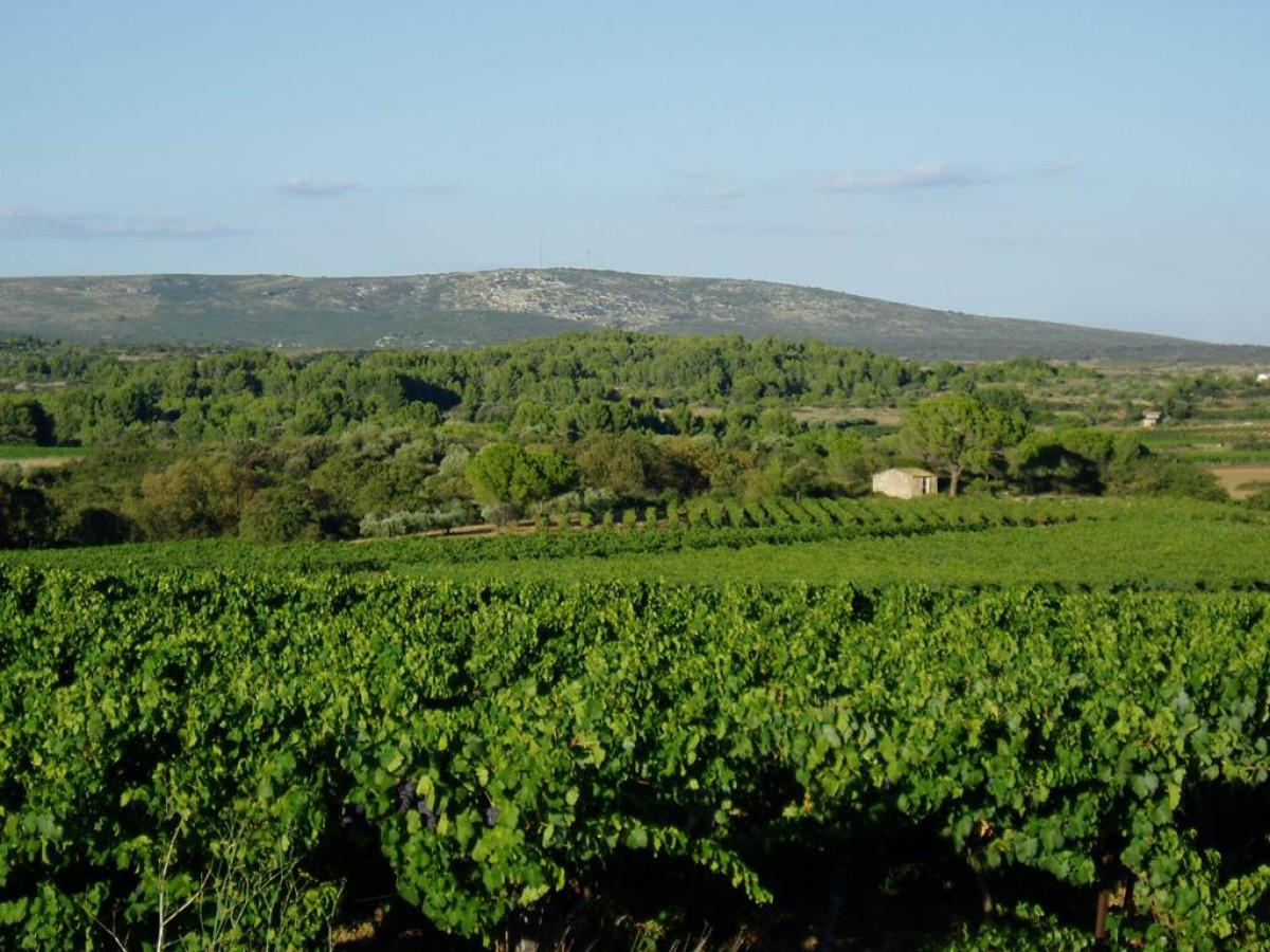 Mas de Bayle - Vignerons Indépendants