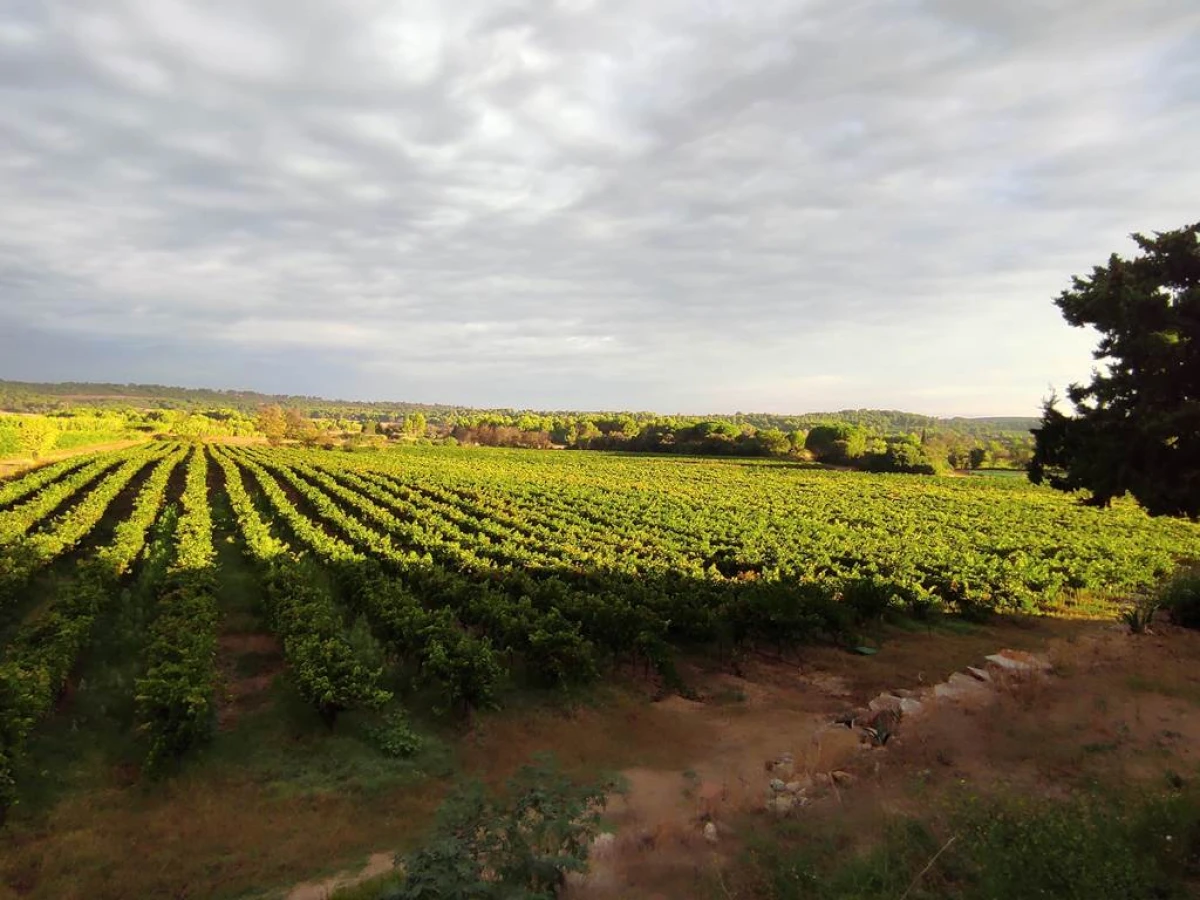 Mas de Bayle - Vignerons Indépendants