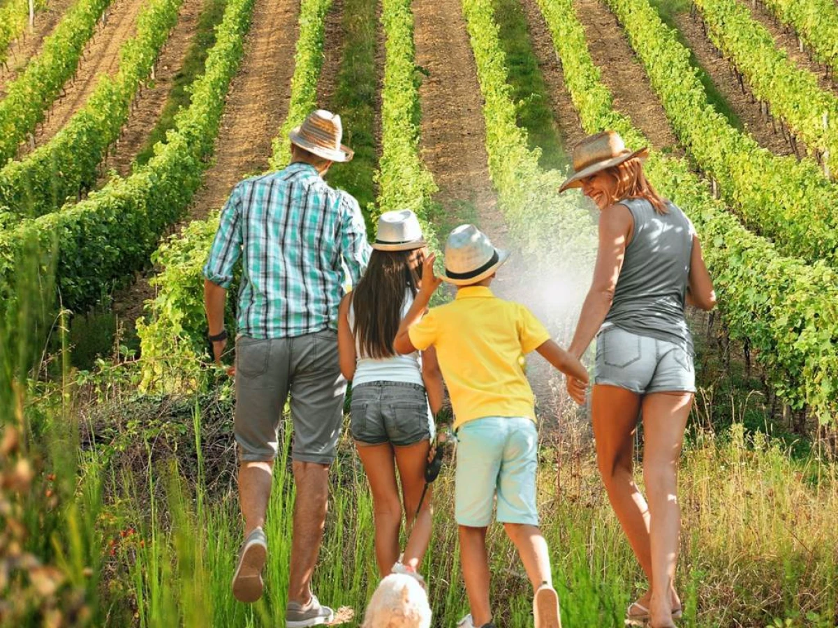 Oeno-Balade estivale en soirée dans les vignes - Vignerons Indépendants