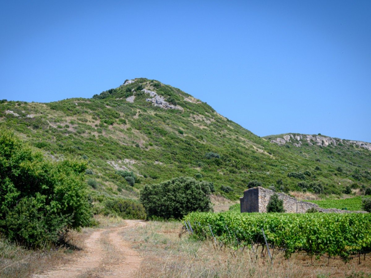 Parcours "Le Pied Vigneron" - Vignerons Indépendants