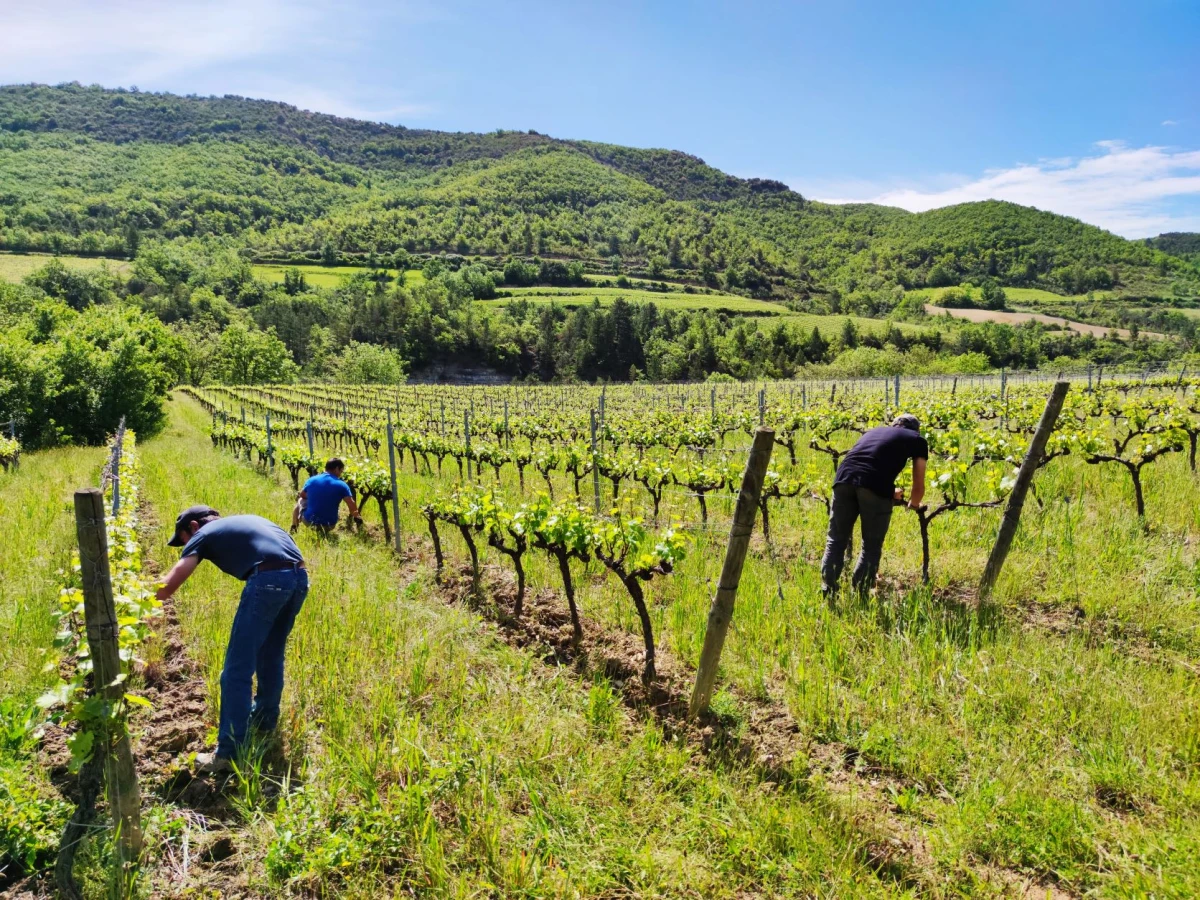 Plantes médicinales au coeur de la vigne - Vignerons Indépendants