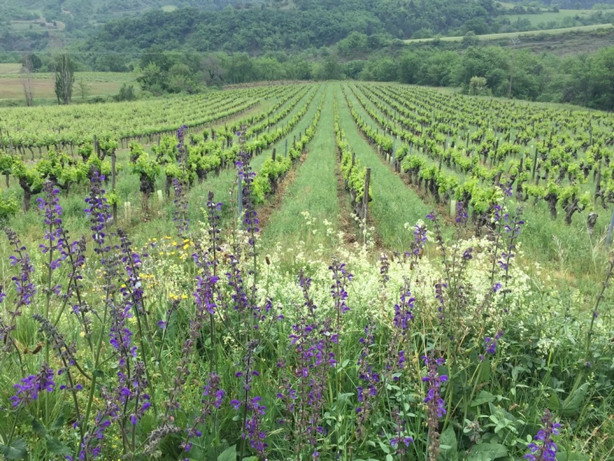 Plantes médicinales au coeur de la vigne - Vignerons Indépendants