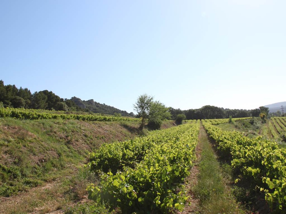 PRIVATISATION MARIAGE - Vignerons Indépendants