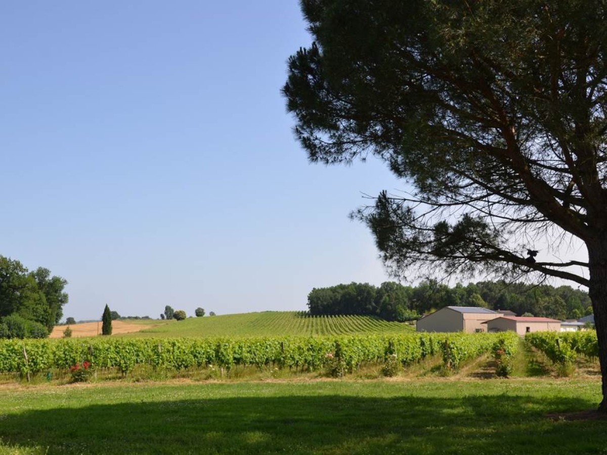 Racines Gaillacoises : Rencontre des cépages anciens - Vignerons Indépendants