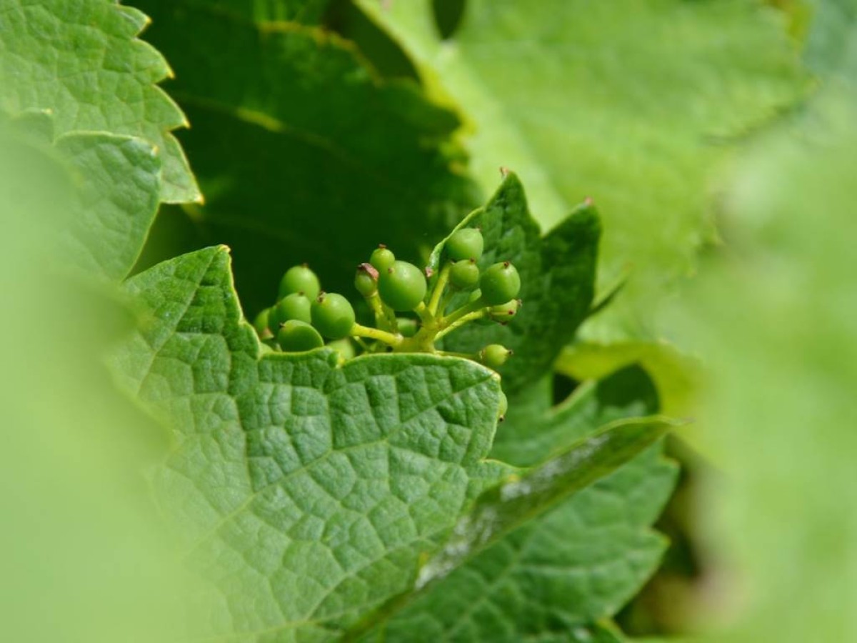 Racines Gaillacoises : Rencontre des cépages anciens - Vignerons Indépendants