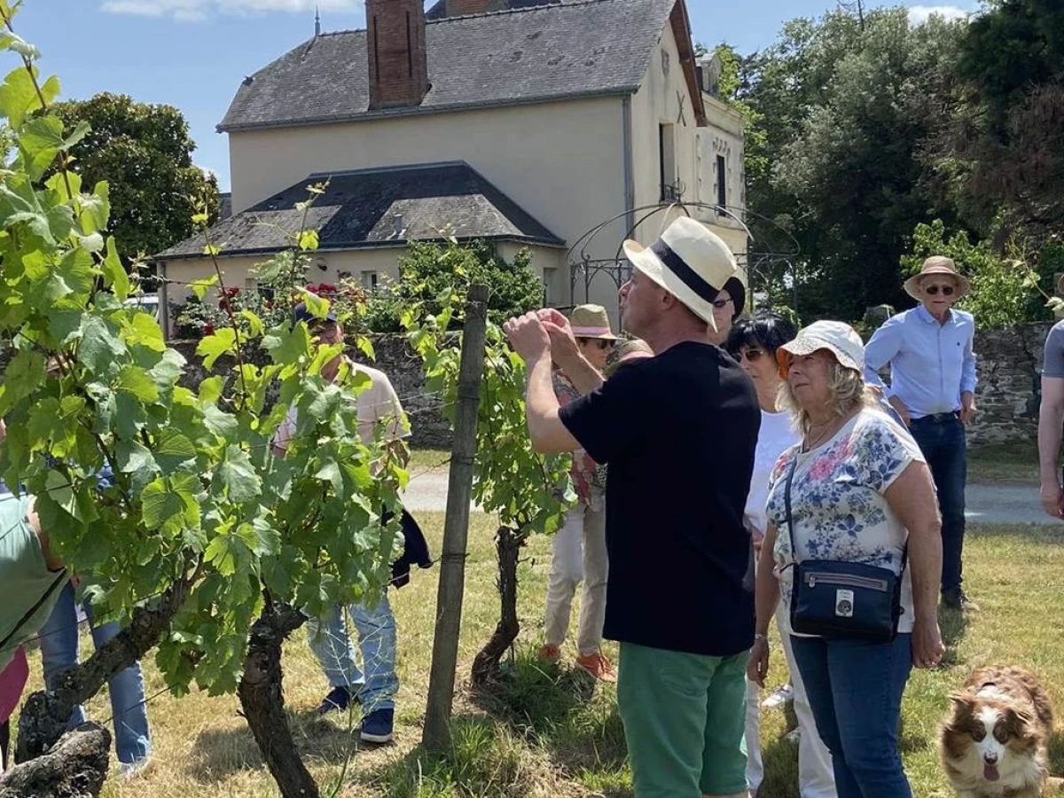 Rando des Coteaux du Layon - 25 Juillet - Vignerons Indépendants