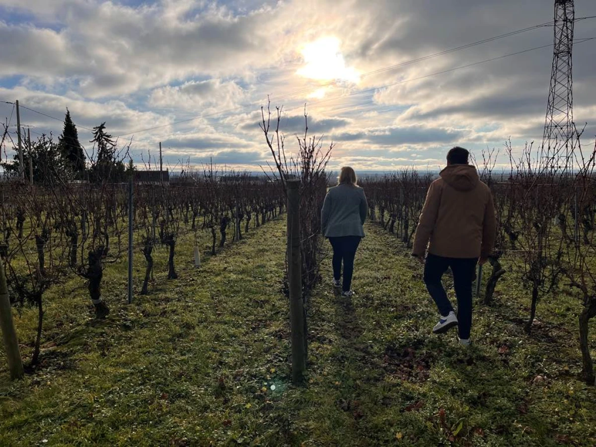 Randonnée commentée dans les vignes - Vignerons Indépendants