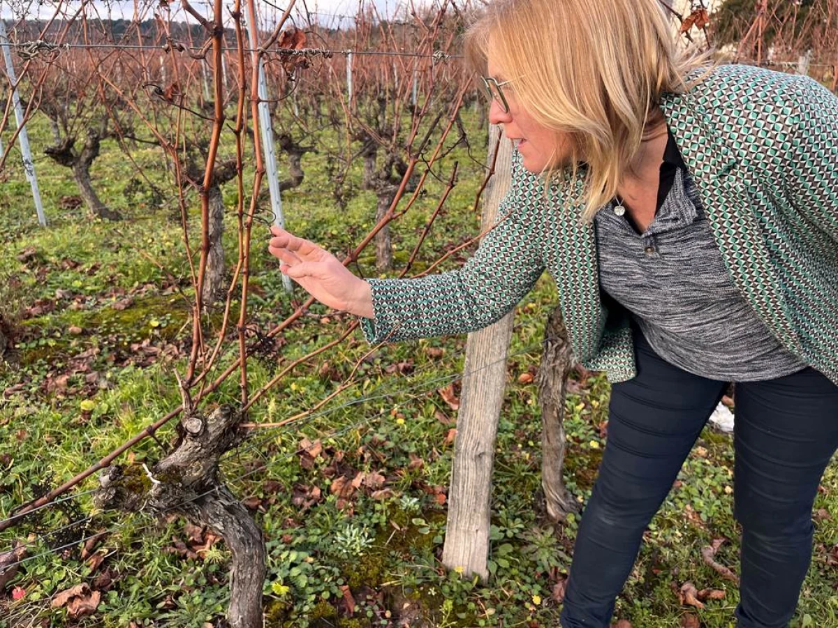 Randonnée commentée dans les vignes - Vignerons Indépendants