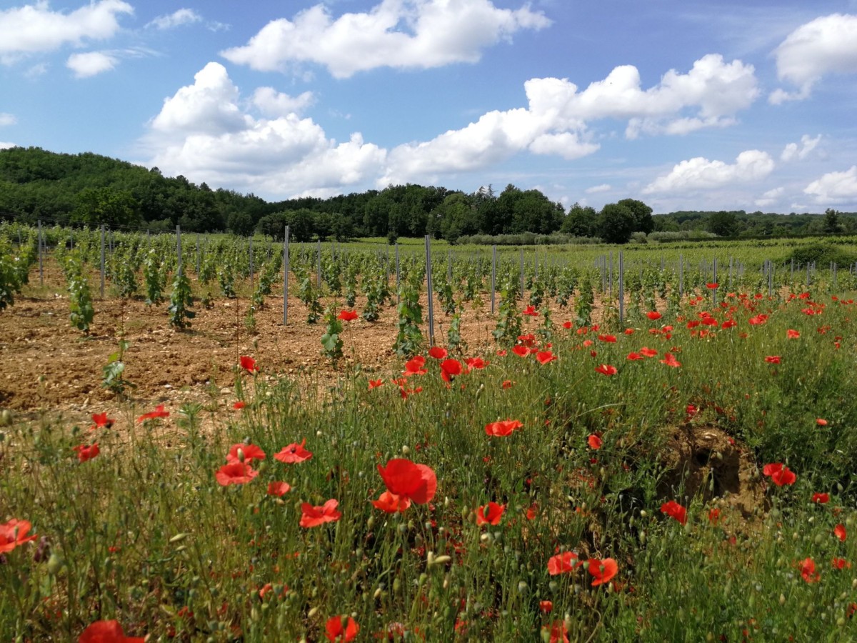 Rendez-vous en terroir inconnu - Vignerons Indépendants