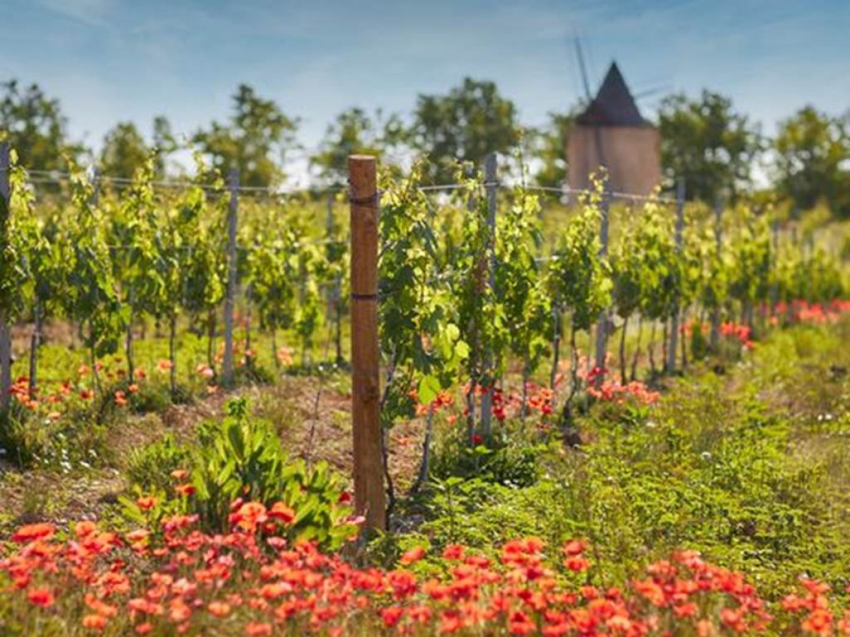 Secrets de la Vigne - Vignerons Indépendants