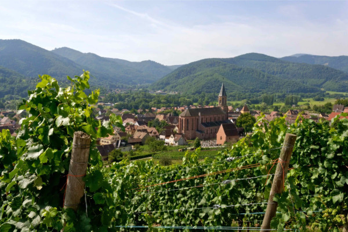 Sophrologie dans les vignes - Vignerons Indépendants