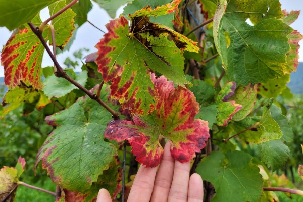 Sophrologie dans les vignes - Vignerons Indépendants
