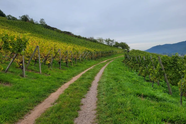 Sophrologie dans les vignes - Vignerons Indépendants Sophrologie dans les vignes - Vignerons Indépendants