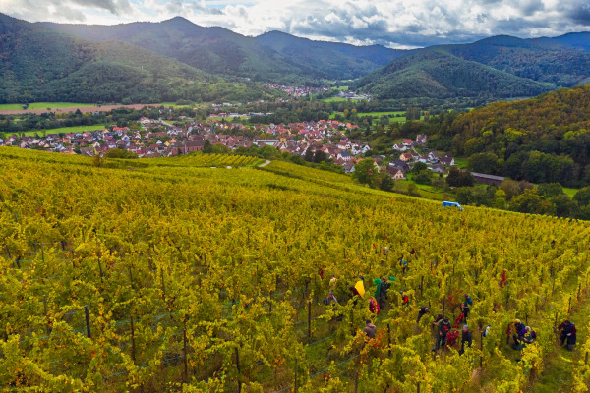 Sophrologie et oenologie - Vignerons Indépendants