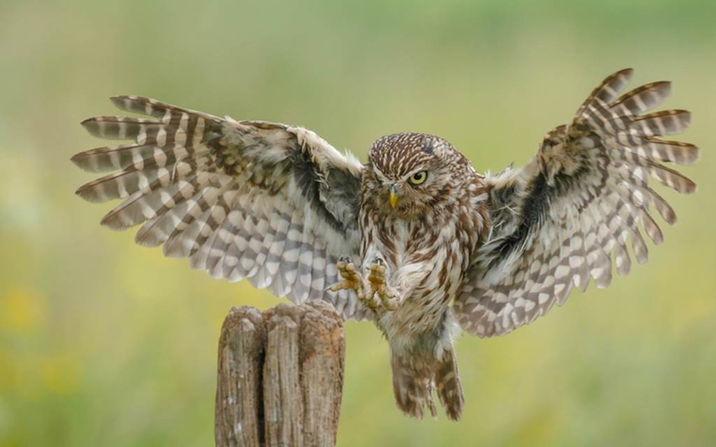 Une chouette, un village - Vignerons Indépendants