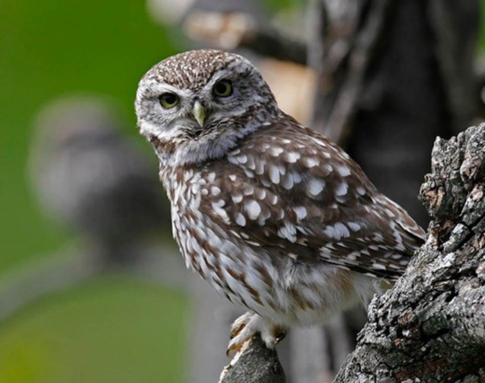 Une chouette, un village - Vignerons Indépendants