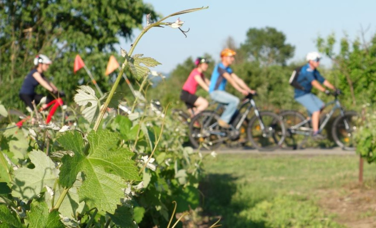 VELŒnologie à Vallon-Pont-d'Arc - Vignerons Indépendants