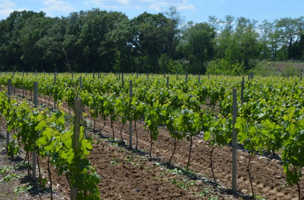 VELŒnologie à Vallon-Pont-d'Arc - Vignerons Indépendants
