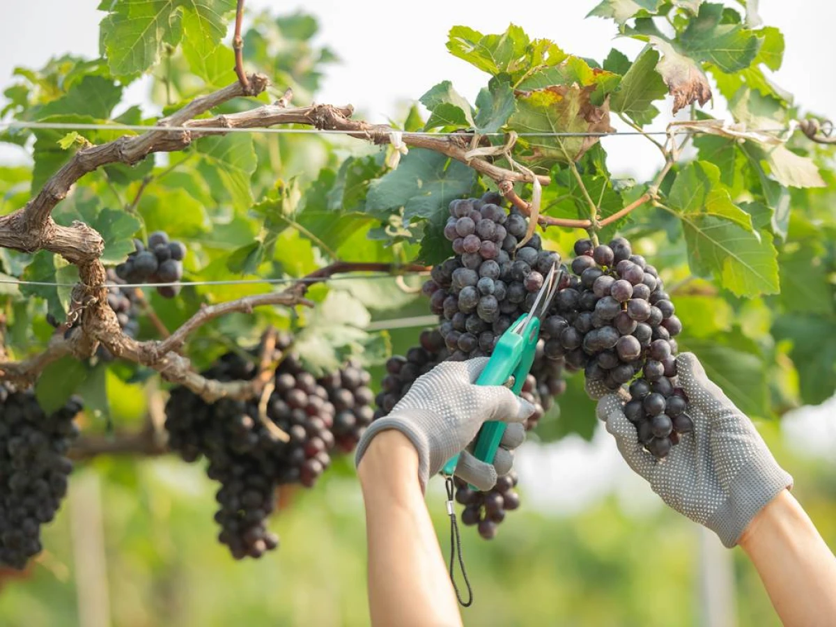 Vendanges - Vignerons Indépendants