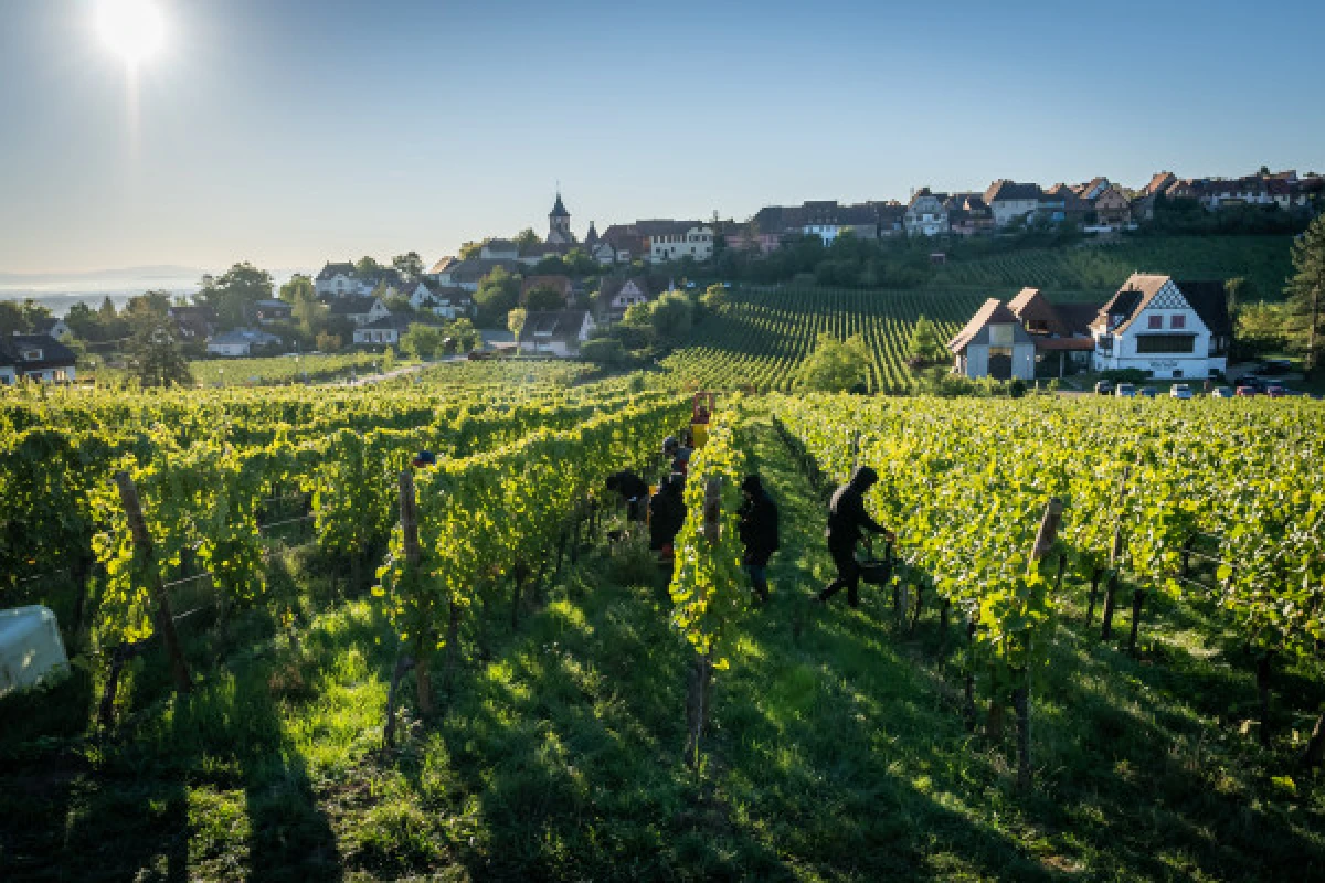 Vendangeur d'un Jour - Vignerons Indépendants
