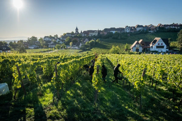 Vendangeur d'un jour : expérience bio authentique à la Maison Jean Huttard en Alsace - Vignerons Indépendants