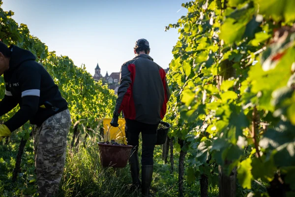 Vendangeur d'un jour : expérience bio authentique à la Maison Jean Huttard en Alsace - Vignerons Indépendants