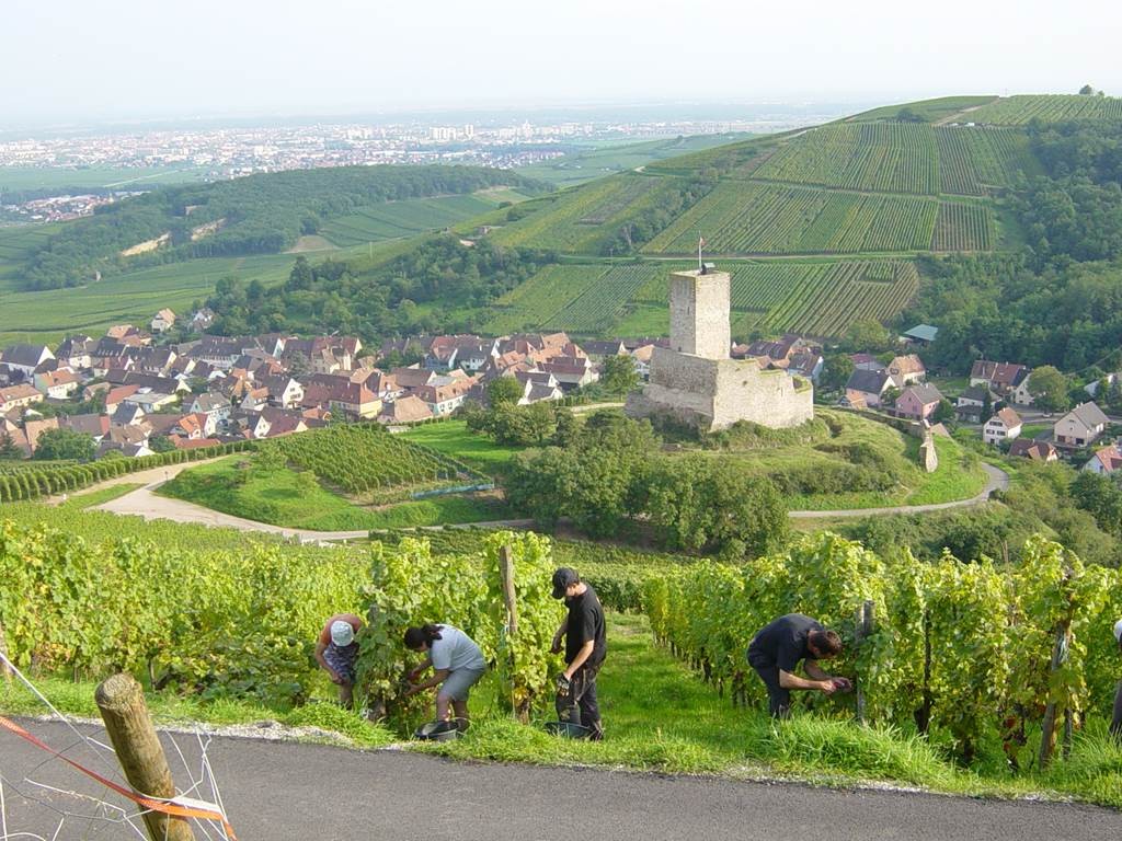 Vignoble KLUR - Vignerons Indépendants