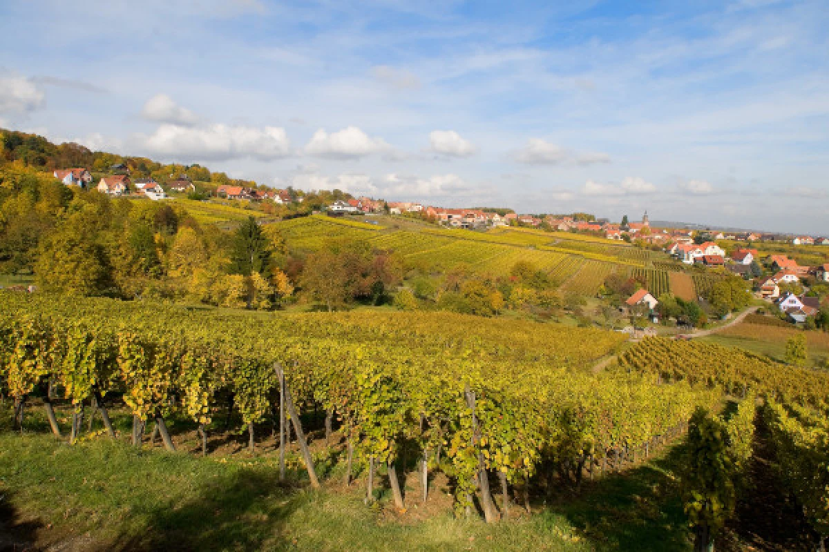Vins et Saveurs - Vignerons Indépendants