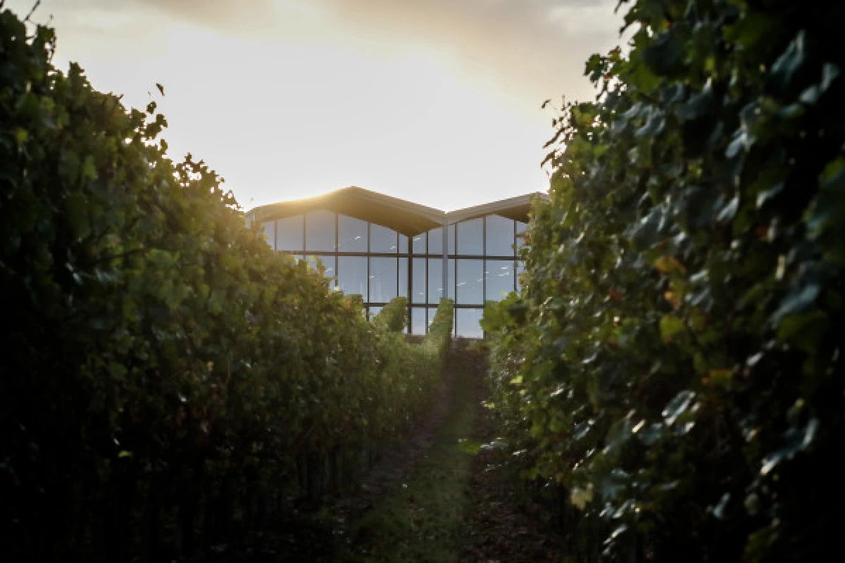 Visite Accords Vins et Fromages au Château Lauduc - Vignerons Indépendants