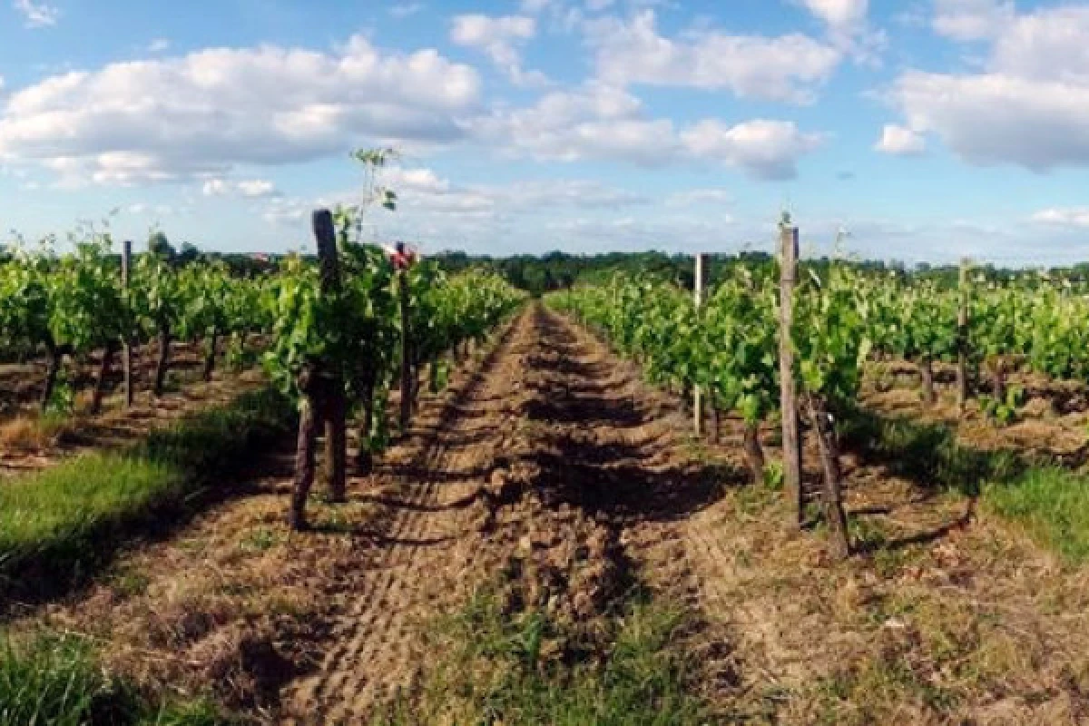 Visite authentique au Château Lalande-Labatut - Vignerons Indépendants