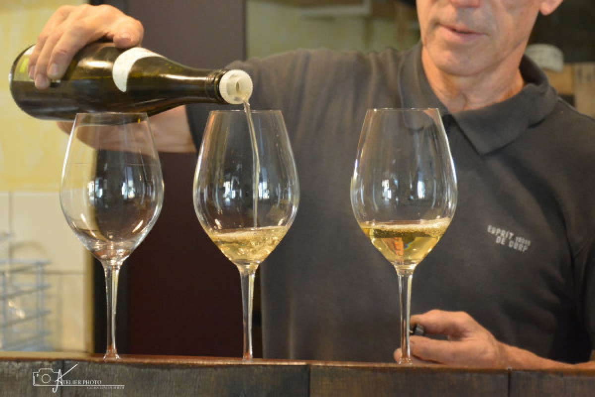 Visite de cave et dégustation - Vignerons Indépendants