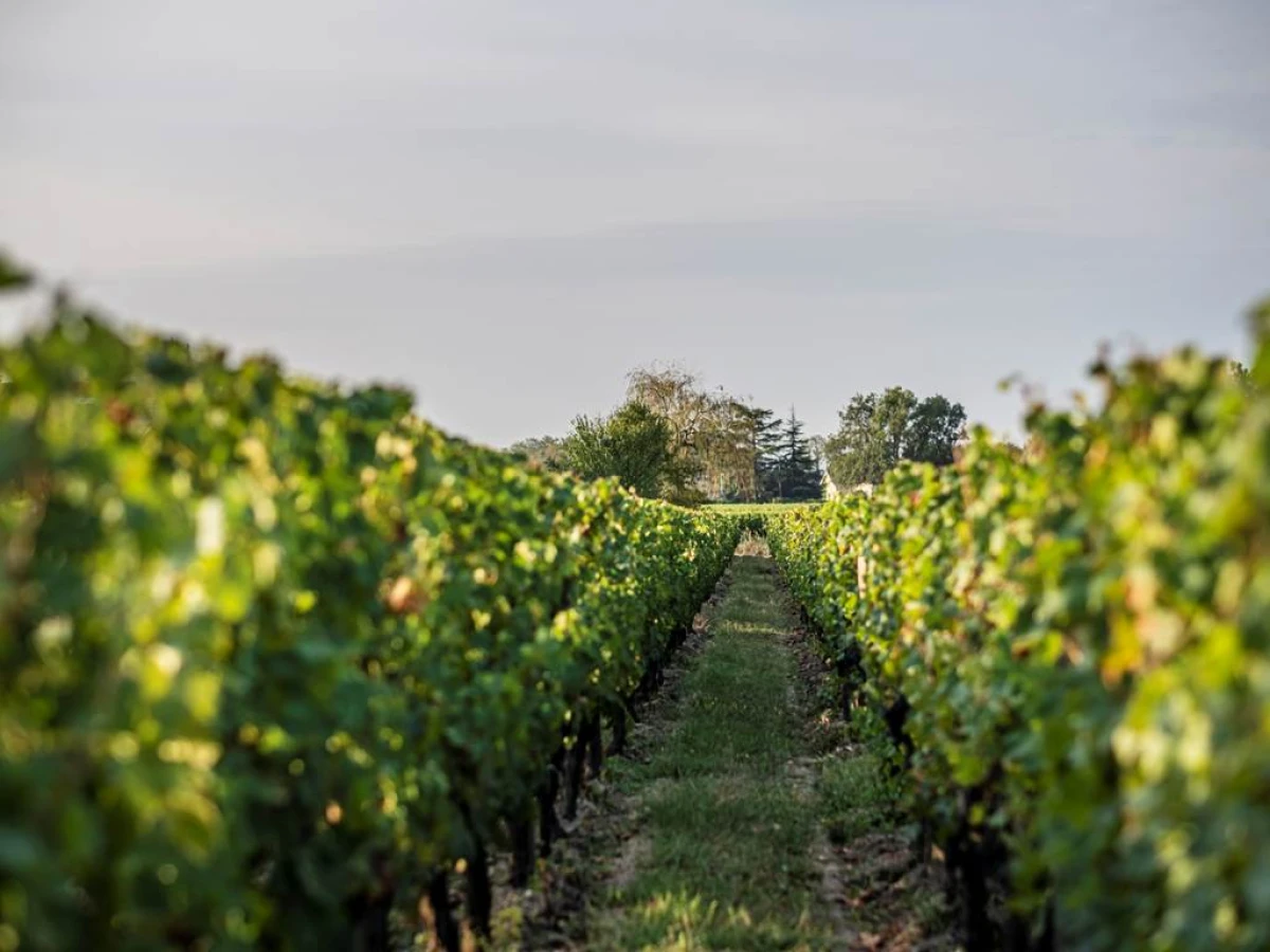 Visite de la propriété & dégustation de nos millésimes - Vignerons Indépendants
